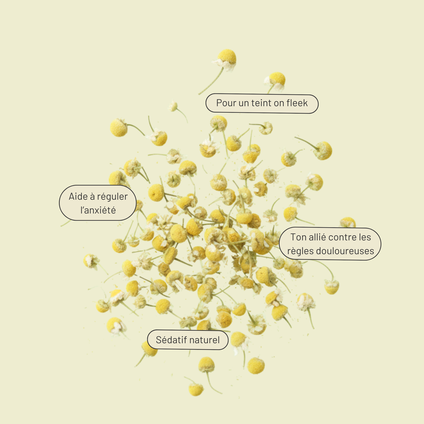 Camomille douce nuit